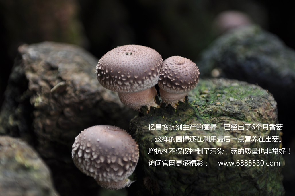 亿昌增抗剂，解决香菇菌袋污染问题